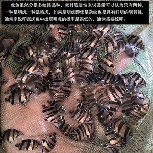 四紋虎混養空間規劃技巧，四紋虎混養水質管理要點
