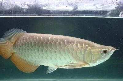 金龍魚用什么底色魚缸好看又實(shí)惠，金龍魚成魚期飼養(yǎng)指南,金龍魚觀賞價(jià)值提升方法