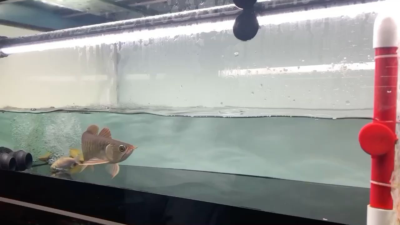 這家伙有兩下子 這家伙有兩下子 魟魚百科 第1張