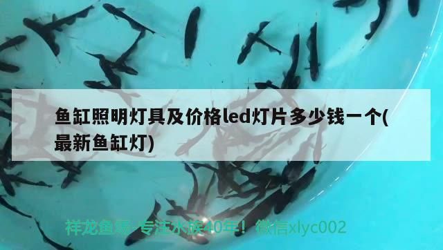 這家伙有兩下子 這家伙有兩下子 魟魚百科 第3張