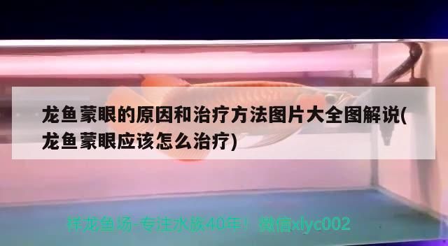 這家伙有兩下子 這家伙有兩下子 魟魚百科 第4張