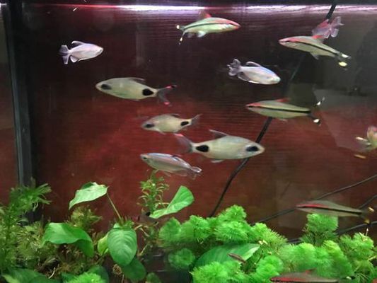 黑影道人魚最佳搭配，黑影道人魚與龍魚混養注意事項，黑影道人魚混養注意事項