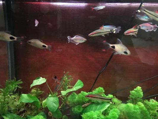 黑影道人魚最佳搭配，黑影道人魚與龍魚混養注意事項，黑影道人魚混養注意事項