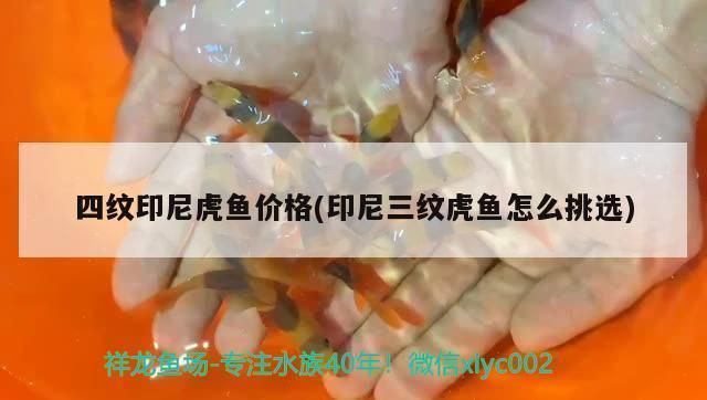 印尼四紋虎魚生活習性對繁殖的影響，印尼四紋虎魚繁殖成功案例分享四紋虎魚繁殖難度及解決方案