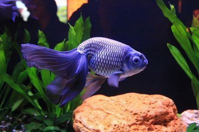 薩伊藍魚混養最佳伴侶選擇，薩伊藍魚混養環境要求,薩伊藍魚混養食物分配策略