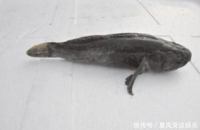 四紋虎魚飼料與活餌的營養(yǎng)對比，四紋虎魚飼料和活餌在營養(yǎng)成分上有一定的相似性