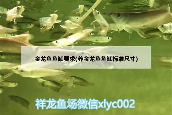 金龍魚(yú)魚(yú)缸尺寸要求圖，金龍魚(yú)魚(yú)缸尺寸要求