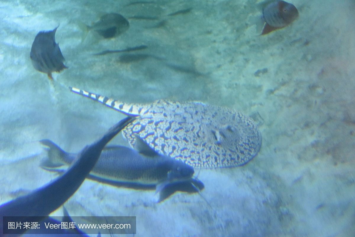 魟魚(yú)水位多少：魟魚(yú)的水位需求與其他魚(yú)類(lèi)有所不同