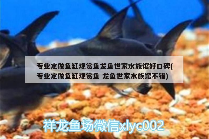 專業定做魚缸觀賞魚龍魚世家水族館好口碑(專業定做魚缸觀賞魚龍魚世家水族館不錯)