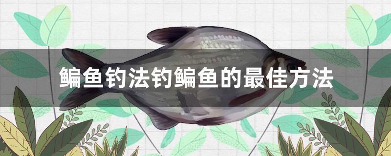 鳊魚釣法釣鳊魚的最佳方法