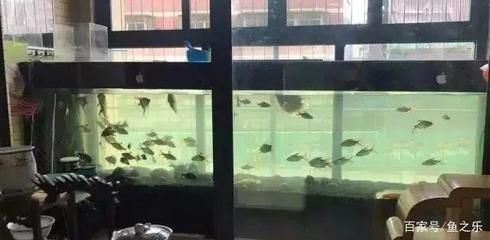 龍魚缸放小魚