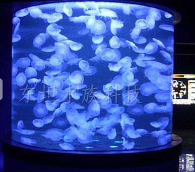 龍魚缸放小魚