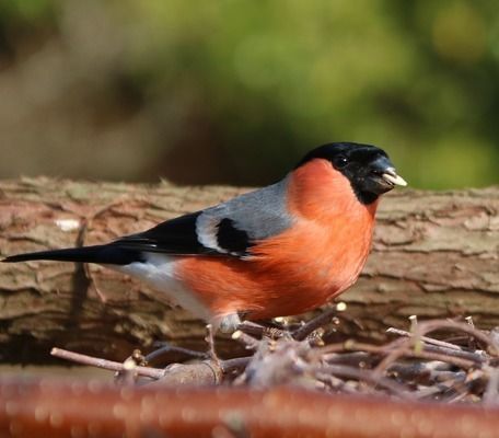 金龍魚魚缸放什么最好養活一點，養殖金龍魚需要注意什么
