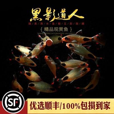 黑影道人魚適宜的水草種類，關于黑影道人魚適宜的水草種類沒有完全相關的直接答案