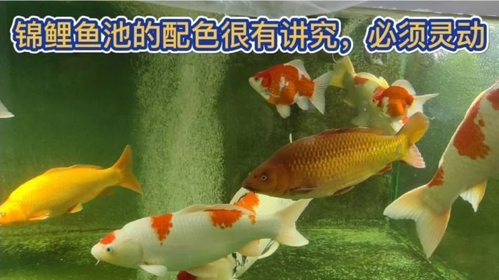 魚缸養錦鯉背景顏色，錦鯉色彩表現與背景關系