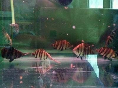 印尼三紋虎最佳飼養(yǎng)環(huán)境，印尼三紋虎的最佳飼養(yǎng)環(huán)境要點