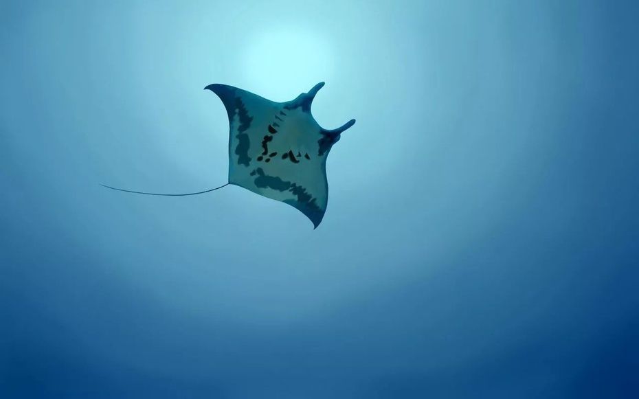 魟魚飛起來狀態好不好：魟魚飛起來好不好
