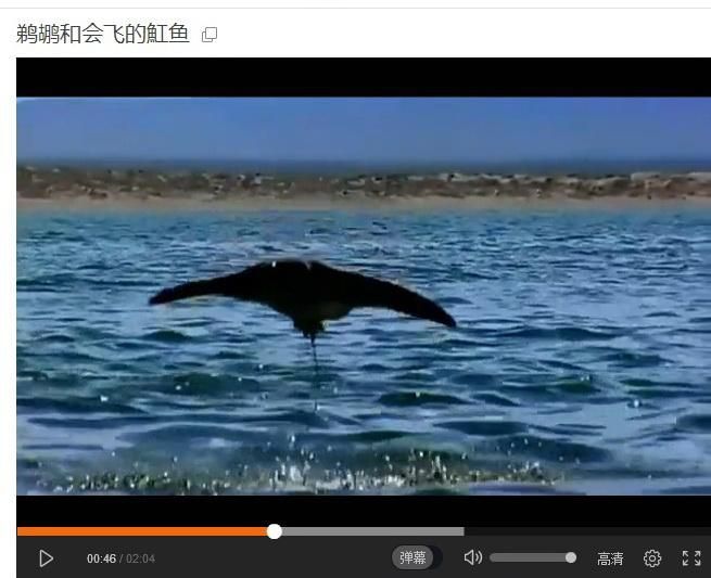 魟魚飛起來狀態好不好：魟魚飛起來好不好
