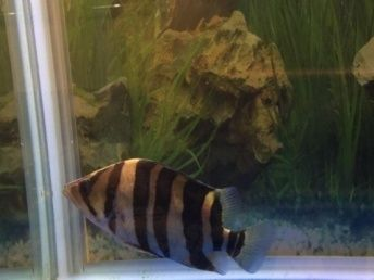 四紋虎魚繁殖后護理方法，四紋虎魚繁殖后的護理 四紋虎魚繁殖后護理方法，四紋虎魚繁殖后的護理 虎魚百科 第5張