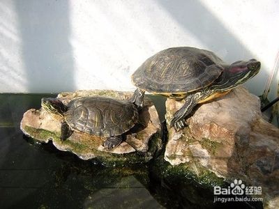 龍魚身上黑斑圖片大全：探秘龍魚身上黑斑，神秘紋路背后的故事