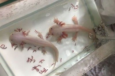 龍魚分不分公母 龍魚分不分公母 龍魚百科 第1張