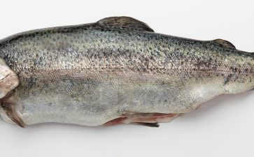 黑金魟魚吃什么：黑金魟魚的飲食習慣和適宜的食物選擇