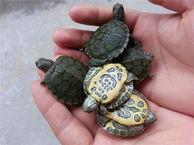 龍魚飼養技巧視頻教程：探秘龍魚飼養技巧，解鎖視頻中的專業秘籍