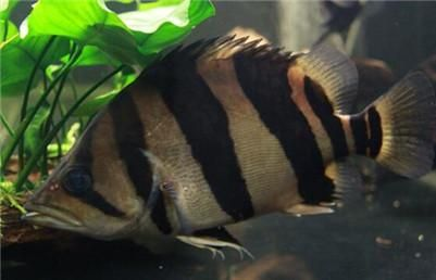 印尼虎魚繁殖成功率提升方法，印尼虎魚繁殖成功率的提升方法