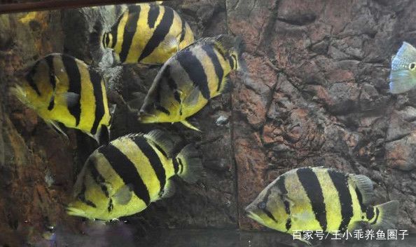 泰國(guó)虎魚飼養(yǎng)環(huán)境布置，關(guān)于泰國(guó)虎魚飼養(yǎng)環(huán)境布置的一些建議 泰國(guó)虎魚飼養(yǎng)環(huán)境布置，關(guān)于泰國(guó)虎魚飼養(yǎng)環(huán)境布置的一些建議 虎魚百科 第4張