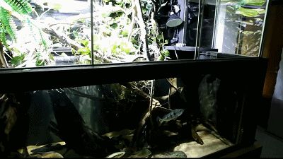 龍魚缸造景的養殖方法和注意事項及注意事項，關于龍魚缸造景的養殖方法和注意事項 龍魚缸造景的養殖方法和注意事項及注意事項，關于龍魚缸造景的養殖方法和注意事項 魚缸百科 第3張
