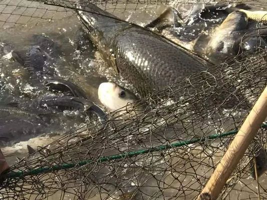 安陽二手魚缸市場在哪里呀多少錢（安陽二手魚缸市場在哪里呀多少錢一個）