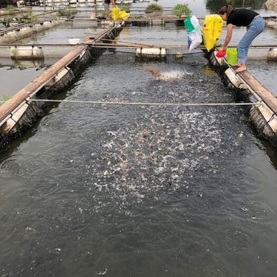 金龍魚苗價格多少錢一條