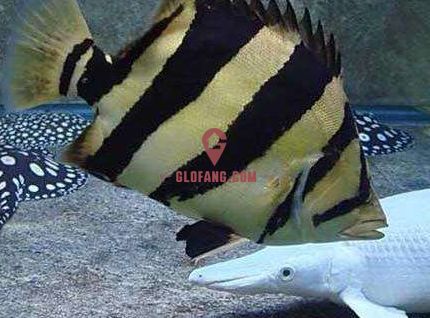 泰國虎魚繁殖成功案例分享，泰國虎魚的人工繁殖在某些地區已經取得了一定的成功