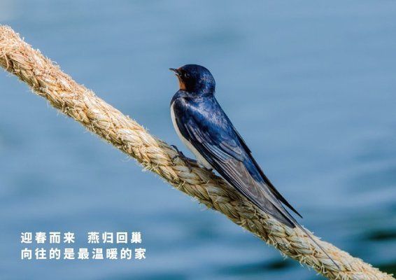 金龍魚吃草金 龍魚百科 第3張 金龍魚吃草金 金龍魚吃草金 龍魚百科 第3張