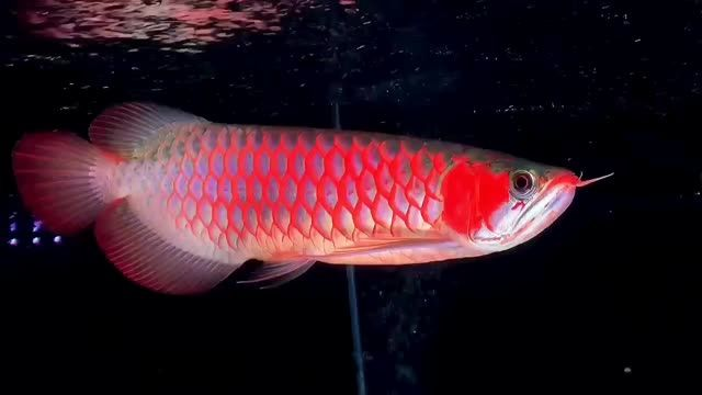發色不錯的紅龍魚,驚艷紅龍魚,發色出眾的美麗水族明星,驚艷絕倫!發色出眾的紅龍魚,水族界的璀璨明星,發色驚艷的璀璨明星,紅龍魚