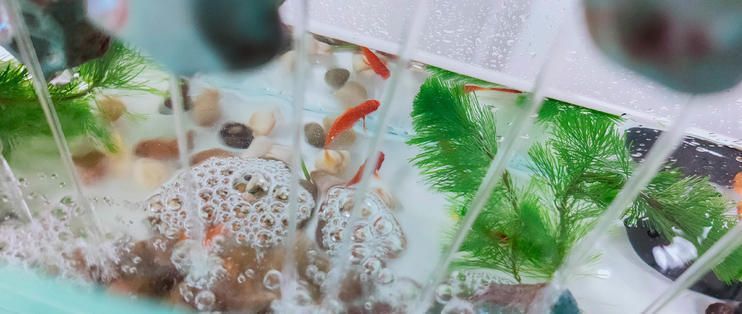 魔魚（MOMOYOO）魚缸，魔魚觀山斗魚缸mini的價格