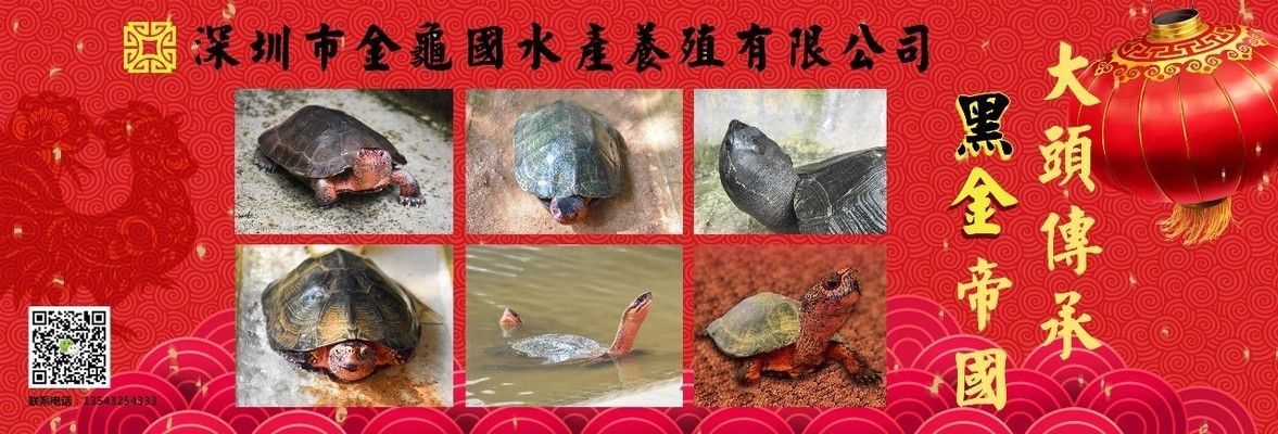 龍魚缸過濾系統安裝，龍魚缸過濾系統安裝方法 龍魚缸過濾系統安裝，龍魚缸過濾系統安裝方法 魚缸百科 第6張