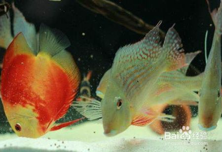 觀賞魚繁殖常見問題及解決，觀賞魚繁殖中常見的問題及其解決方法及其解決方法