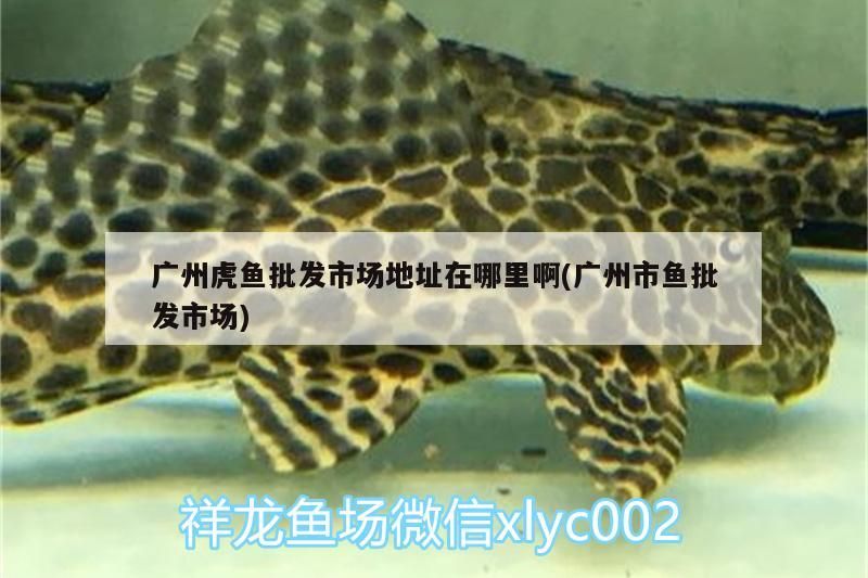 廣州虎魚批發市場地址在哪里啊(廣州市魚批發市場)
