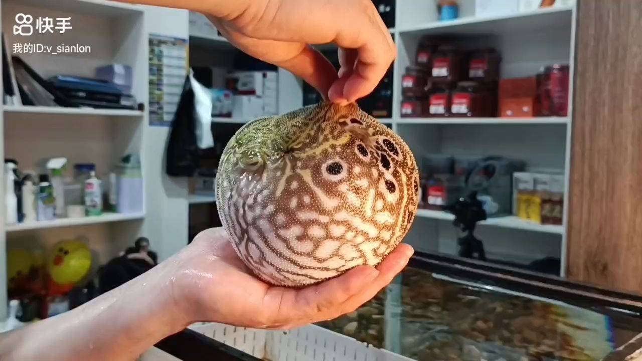 要爆炸了的潛水艇魚：“要爆炸了的潛水艇魚” 要爆炸了的潛水艇魚：“要爆炸了的潛水艇魚” 潛水艇魚