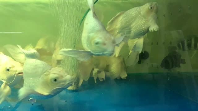 獅子頭短身蝴蝶鯉：獅子頭短身蝴蝶鯉是一種魚類，以其獨特的形態和色彩而受到人們喜愛 獅子頭短身蝴蝶鯉：獅子頭短身蝴蝶鯉是一種魚類，以其獨特的形態和色彩而受到人們喜愛 蝴蝶鯉