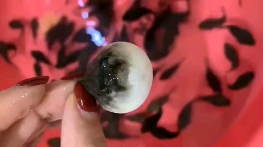 斑馬狗頭魚：斑馬狗頭魚是一種小型的淡水魚類，以其獨特的黑白條紋外觀而廣為人知