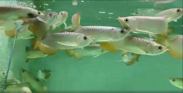 觀賞魚 B級過背金龍魚:璀璨如星的觀賞珍品,水族箱中的亮眼存在 B級過背金龍魚 B級過背金龍魚:璀璨如星的觀賞珍品,水族箱中的亮眼存在 B級過背金龍魚:璀璨如星的觀賞珍品,水族箱中的亮眼存在 B級過背金龍魚