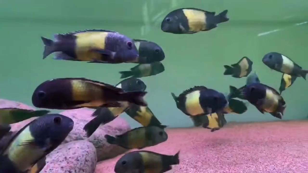 黃寬帶蝴蝶魚：黃寬帶蝴蝶魚尺寸 黃寬帶蝴蝶魚：黃寬帶蝴蝶魚尺寸 黃寬帶蝴蝶魚