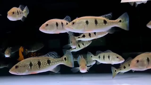 漂亮的眼斑三只眼：\"漂亮眼斑三只眼\"昆蟲 漂亮的眼斑三只眼：\"漂亮眼斑三只眼\"昆蟲 眼斑魚