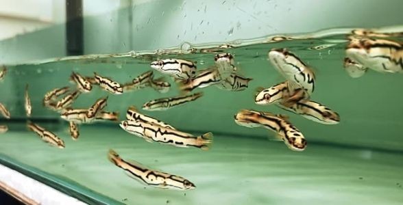 飼料 黃金夢幻雷龍魚:水族界的璀璨明珠,揭秘其獨特魅力與養護之道 黃金夢幻雷龍魚 黃金夢幻雷龍魚:水族界的璀璨明珠,揭秘其獨特魅力與養護之道 黃金夢幻雷龍魚:水族界的璀璨明珠,揭秘其獨特魅力與養護之道 黃金夢幻雷龍魚