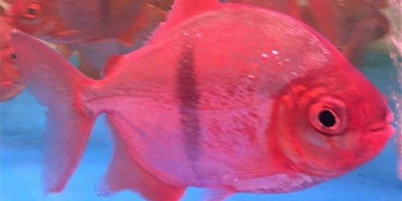 玫瑰銀版魚，觀賞魚新寵：玫瑰銀版魚的飼養(yǎng)方法 玫瑰銀版魚，觀賞魚新寵：玫瑰銀版魚的飼養(yǎng)方法 玫瑰銀版魚