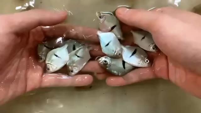 細(xì)線銀板魚魚苗批發(fā)：專為細(xì)線銀板魚魚苗批發(fā)設(shè)計(jì)的產(chǎn)品 細(xì)線銀板魚魚苗批發(fā)：專為細(xì)線銀板魚魚苗批發(fā)設(shè)計(jì)的產(chǎn)品 細(xì)線銀版魚
