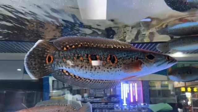 七彩海象魚(yú)：七彩海象魚(yú)是一種熱帶淡水觀(guān)賞魚(yú) 七彩海象魚(yú)：七彩海象魚(yú)是一種熱帶淡水觀(guān)賞魚(yú) 海象魚(yú)