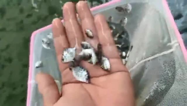 銀古魚苗：銀古魚苗期養殖技術